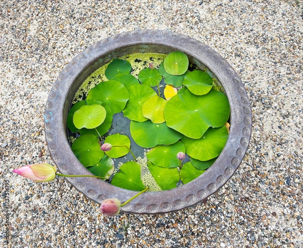 Obraz 睡蓮鉢の蓮の花と葉