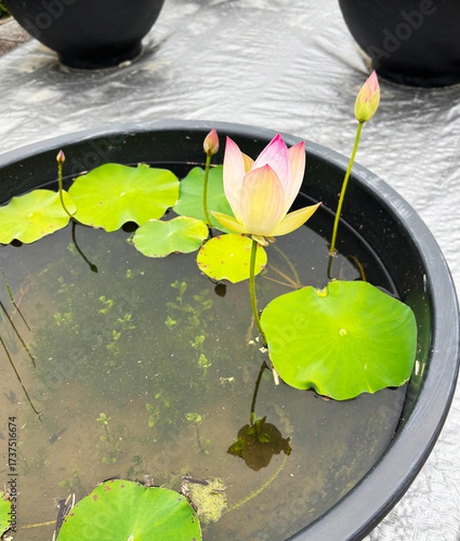 Obraz 睡蓮鉢の蓮の花と葉