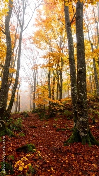 Obraz Autumn forest trail