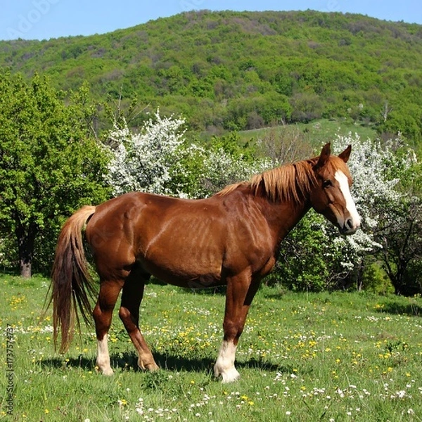 Obraz Chestnut Horse