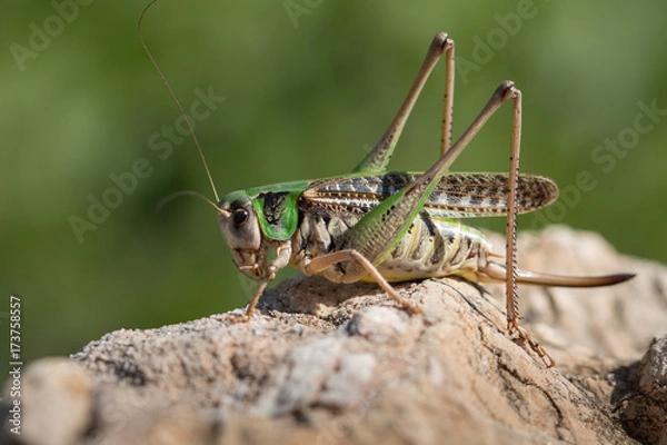 Obraz Wart-biter bush-cricket - Decticus verrucivorus