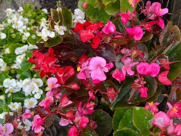 Fototapeta Closeup of Begonia cucullata flowers in full bloom on a rainy day. Ornamental garden flowers in bedding for seasonal design projects.