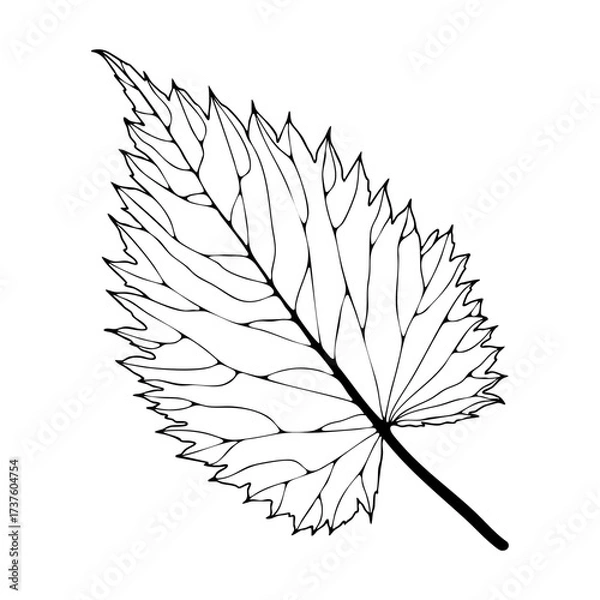 Fototapeta Hand drawn sketch of a tropical leaf isolated on a white background