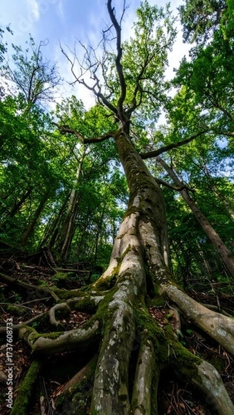 Fototapeta Forest perspective