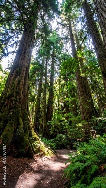 Fototapeta Forest Walking path through tall redwood trees