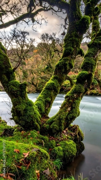 Fototapeta Gnarled mossy tree by a flowing river in autumn