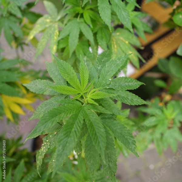 Fototapeta Lush Marijuana Foliage - Close Up of Green Cannabis Plant Leaves Outdoors