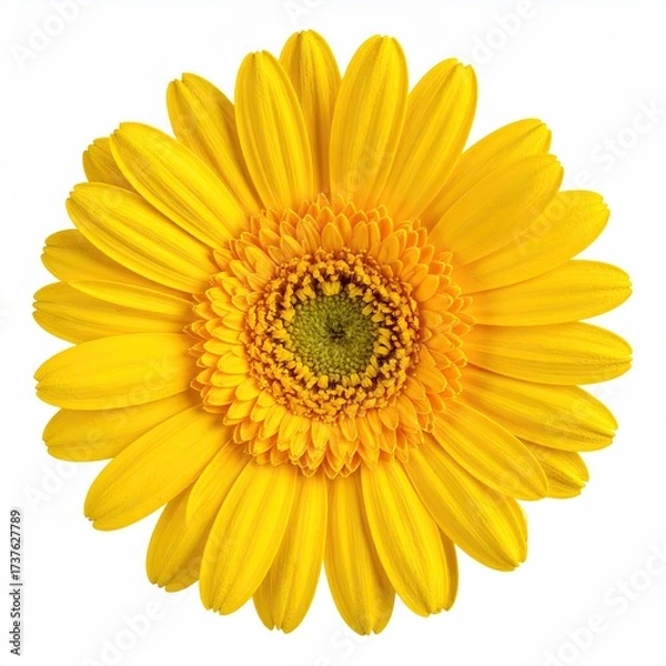 Obraz Bright yellow gerbera daisy bloom isolated on white background