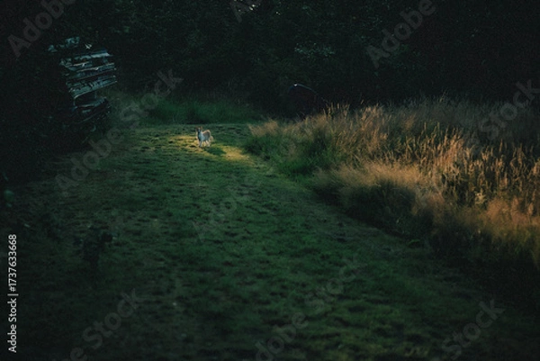 Obraz Katze im Licht