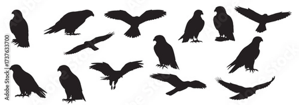 Obraz falcon silhouette white background vector illustration