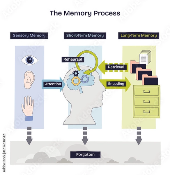 Fototapeta Memory process overview illustrates sensory input to short-term rehearsal and long-term storage, key objects, head silhouette, gears, file cabinet. Doodle style diagram