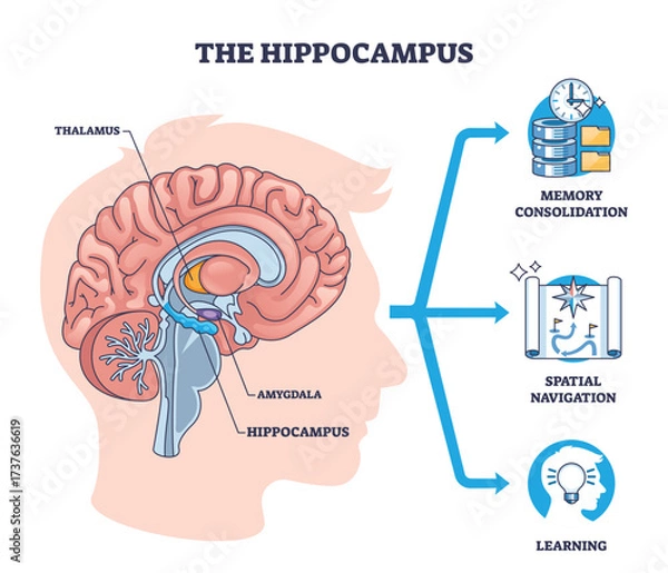 Fototapeta Hippocampus diagram illustrates brain anatomy driving memory, spatial navigation, and learning, key objects, hippocampus, amygdala, thalamus. Outline diagram