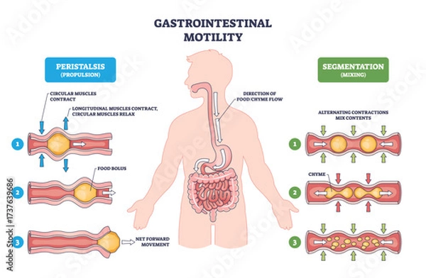 Fototapeta Gastrointestinal motility brief illustrates peristalsis and segmentation in the digestive tract, focusing on esophagus, intestines, and food bolus flow for mixing and propulsion. Outline diagram