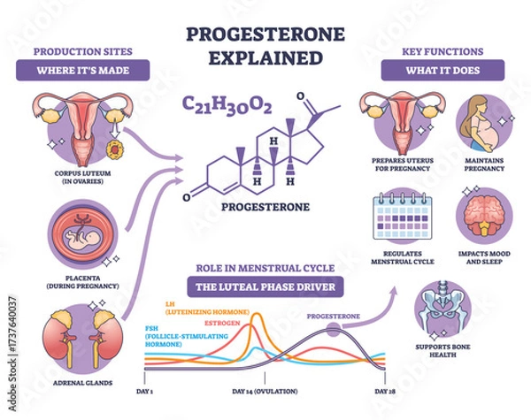 Fototapeta Progesterone brief diagram showing the hormones role in menstrual cycle and pregnancy, key objects, molecule, uterus, cycle chart. Outline diagram