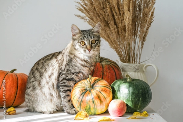 Fototapeta Charming cat sits surrounded by autumn decorations: pumpkins, dried flowers and apples, looking at the camera. Perfect for seasonal and holiday themes