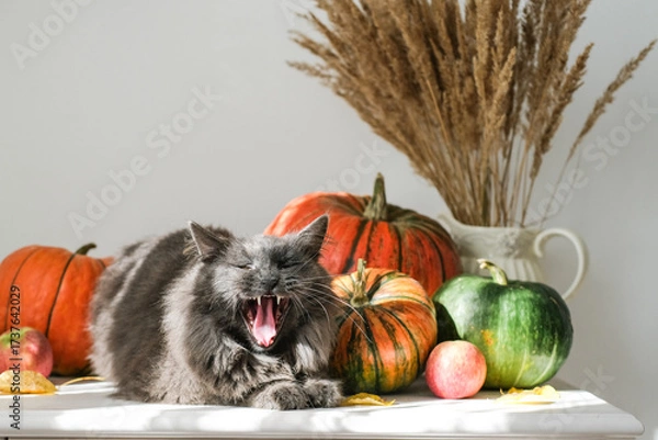 Fototapeta Fluffy gray cat yawns widely, frighteningly on table among pumpkins, apples and dried plants in sunny room. Excellent for humorous and halloween content, highlighting playful pet in seasonal setting