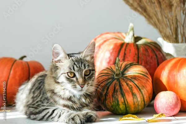 Fototapeta Cute tabby kitten rests on table beside pumpkins, apples and dried plants in natural sunlight. Ideal for conveying themes of fall, coziness and charm of pets during harvest season