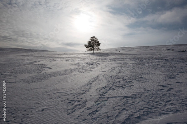 Fototapeta Lone tree standing in snowy winter field
