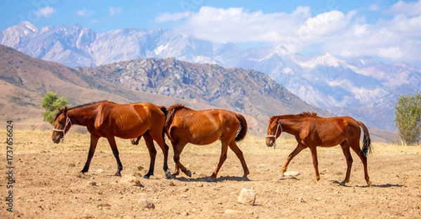 Fototapeta A herd of horses graze in the meadow in summer, eat grass, walk and frolic. Pregnant horses and foals, livestock breeding concept.