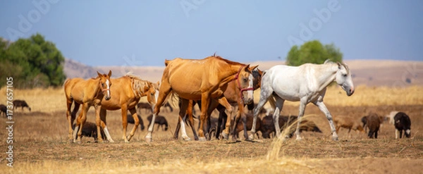 Fototapeta A herd of horses graze in the meadow in summer, eat grass, walk and frolic. Pregnant horses and foals, livestock breeding concept.