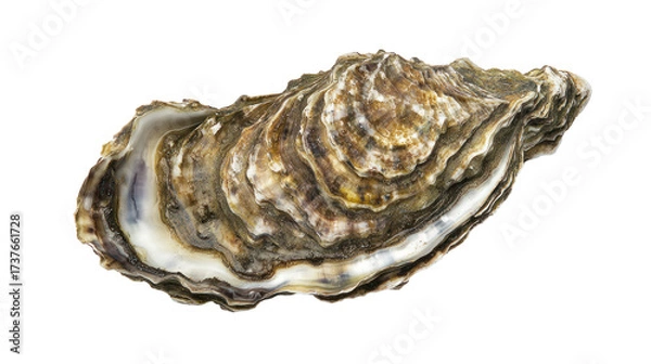 Obraz seashell isolated on white