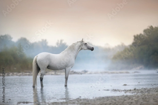 Obraz Horse in mountain river