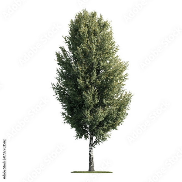 Obraz Realistic poplar tree with slender trunk isolated natural green foliage outdoor element