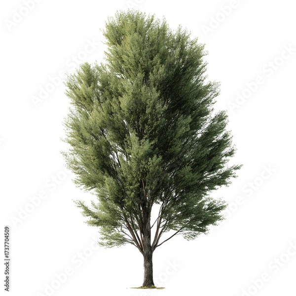 Obraz Realistic poplar tree with slender trunk isolated high-quality nature asset for digital projects