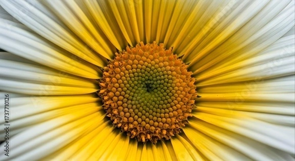 Fototapeta Golden Core of Daisy: A captivating macro shot reveals the intricate details of a daisy flower, showcasing its golden center and delicate white petals in full bloom. 