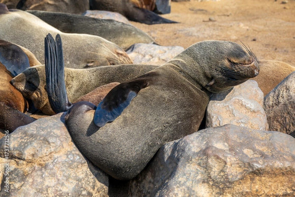 Fototapeta Close up of a funny Fur seal sunbathing on a rock at Cape Cross colony, Seal Reserve, Namibia, Africa