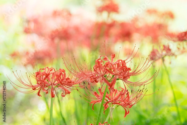 Obraz 野原に咲いた赤い彼岸花