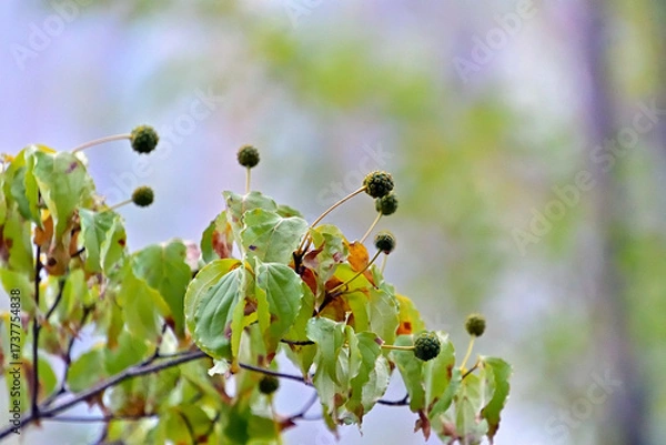 Fototapeta ヤマボウシの未成熟な果実