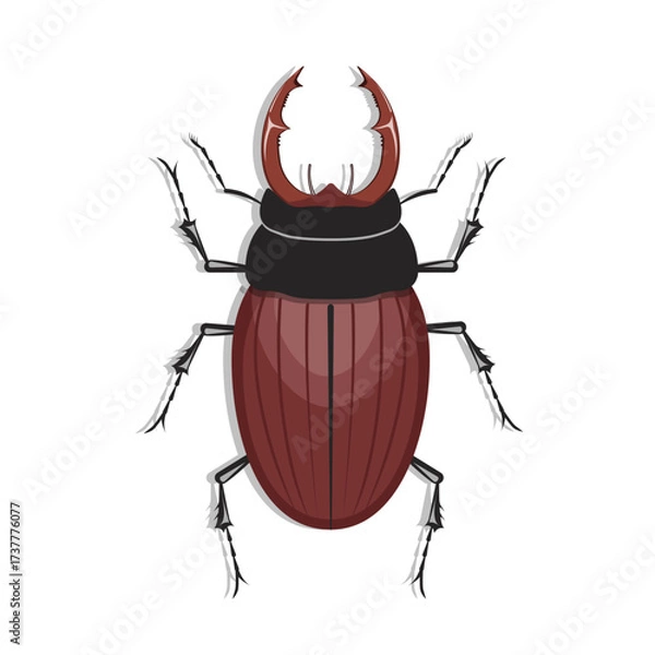 Fototapeta A stag beetle isolated on a white background.Vector illustration of an insect.