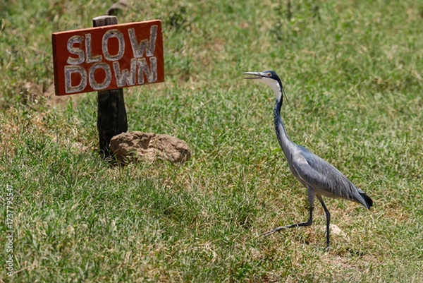 Fototapeta Black-headed heron