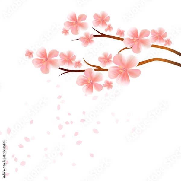 Fototapeta Branches of Sakura with Pink flowers and flying petals isolated on White background. Apple-tree flowers. Cherry blossom. Vector