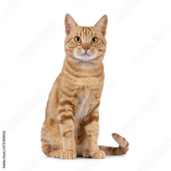 Fototapeta Charismatic red European Shorthair cat, sitting up facing front. Looking curious straight to camera. Isolated on a white background.