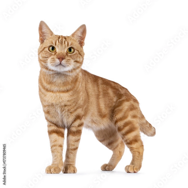 Fototapeta Charismatic red European Shorthair cat, standing up side ways. Looking curious straight to camera. Isolated on a white background.