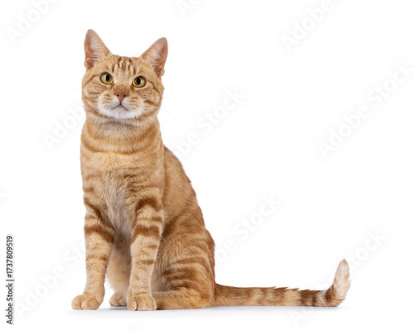 Fototapeta Charismatic red European Shorthair cat, sitting up side ways. Looking curious straight to camera. Isolated on a white background.