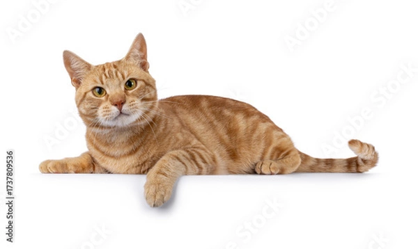 Fototapeta Charismatic red European Shorthair cat, laying down side ways on an edge. Looking curious straight to camera. Isolated on a white background.