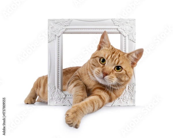 Fototapeta Charismatic red European Shorthair cat, laying through white frame. Looking curious straight to camera. Isolated on a white background.