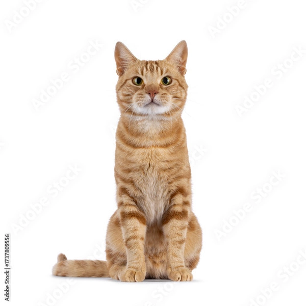 Fototapeta Charismatic red European Shorthair cat, sitting up facing front. Looking straight to camera with attitude. Isolated on a white background.