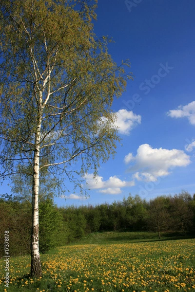 Obraz springtime 2008