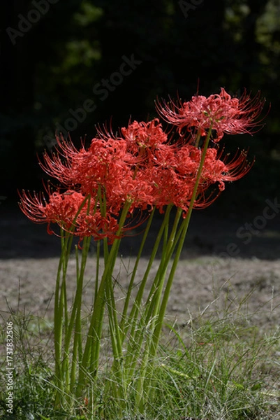 Fototapeta ヒガンバナ