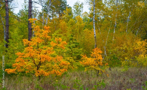 Fototapeta closeup calm autumn forest glade, heap of red tree seasonal scene