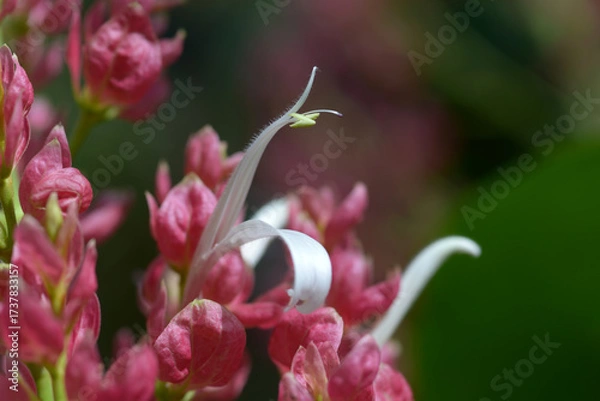 Fototapeta メガスケパスマ・エリスロクラミス