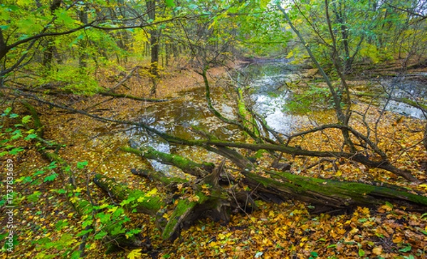 Fototapeta small calm lake in the autumn forest covered by red dry leaves