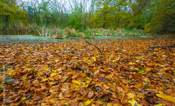 Fototapeta small calm lake in the autumn forest covered by red dry leaves