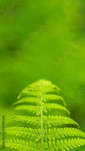 Fototapeta Vibrant green fern frond tip with soft background