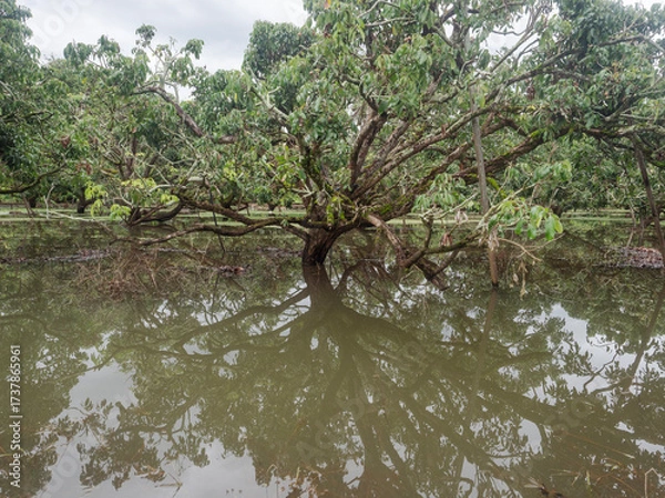 Fototapeta Flooding in longan orchards causes damage to agricultural areas.