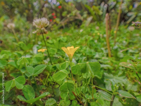 Fototapeta The tiny flower of the creeping woodsorrel blooming on a grass field, in a fam in the eastern Andean mountains of central Colombia, near the Iguaque natural reserve.